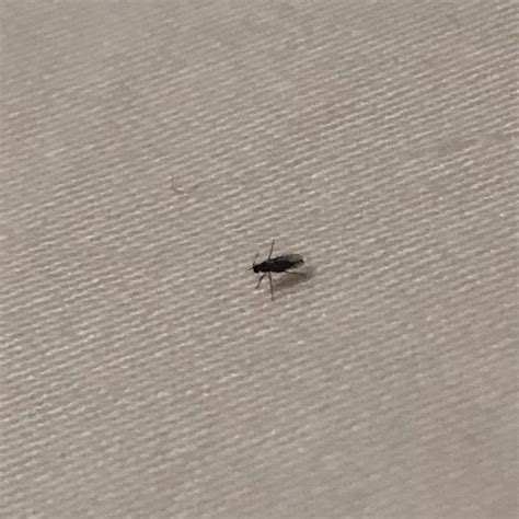 Tiny Black Bugs In House That Fly | Psoriasisguru.com