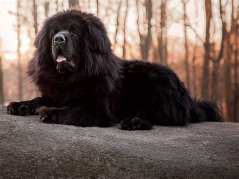 Newfoundland - Dog Breed Guide | Spot