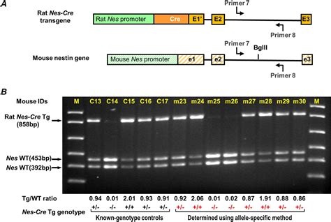 Rapid and precise genotyping of transgene zygosity in mice using an ...