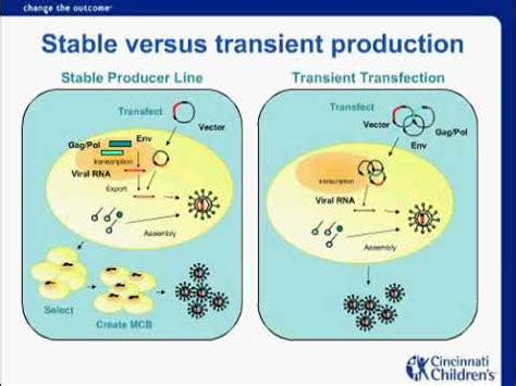 Development and Production of Viral Vectors: Advances in Processes and ...