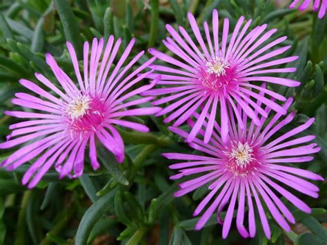 Delosperma cooperi - Trailing Ice Plant, Purple Ice Plant | World of Succulents