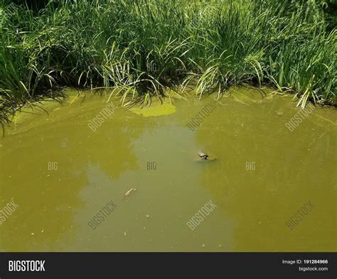 Murky Pond Water Green Image & Photo (Free Trial) | Bigstock