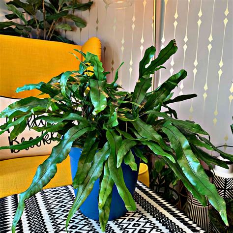 9 Ferns to Grow Indoors