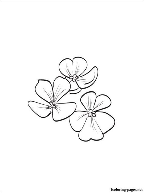 February: Violet printable and coloring page | Coloring pages Flower ...