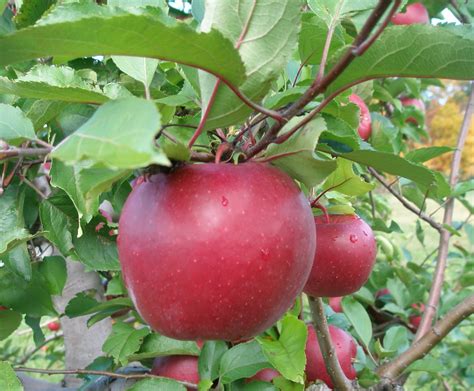 A LIFE OF APPLES: Story of an Apple: Rome Beauty