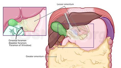 Anatomy of the peritoneum and peritoneal cavity | Osmosis