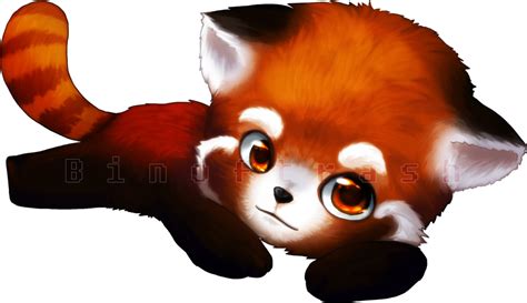 Red Panda PNG Transparent Images - PNG All