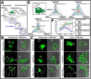 Dynamic Coupling of Pattern Formation and Morphogenesis in the ...