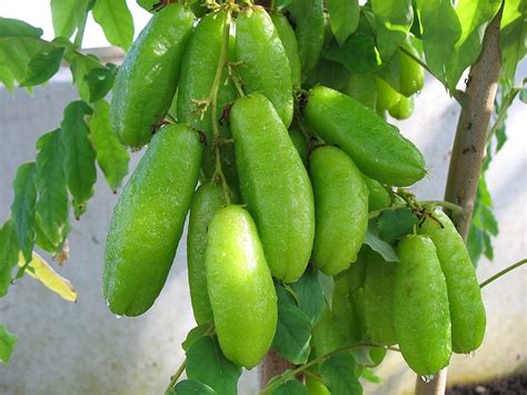 5 Amazing Health Benefits of Bilimbi Fruit - Herbal Plant Power