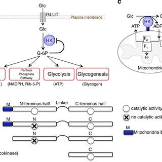 (PDF) Hexokinase II integrates energy metabolism and cellular protection: Akting on mitochondria ...