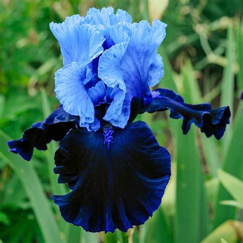 Get Inspired For Iris Flower For Sale 17+