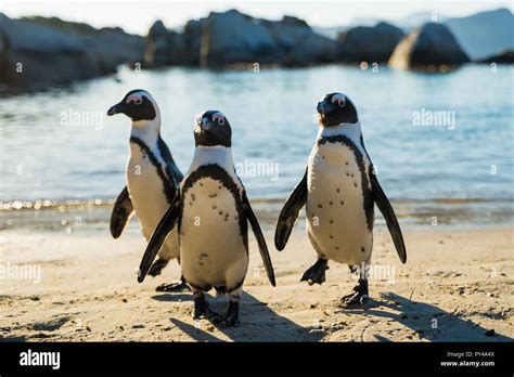 Penguins on boulders beach, Capetown, South Africa Stock Photo - Alamy