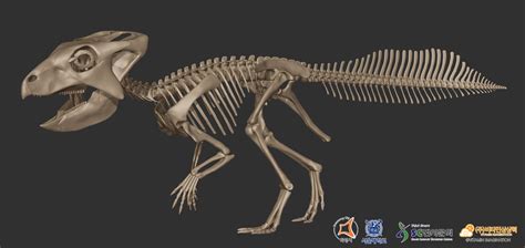 Vitamin Imagination - Koreaceratops hwaseongensis skeleton life size