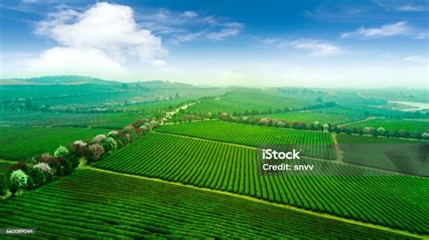 Tea Plantationchinese Tea Stock Photo - Download Image Now - Aerial ...