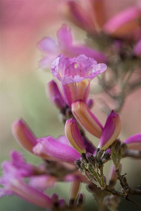 Pink Trumpet Tree | San Diego Zoo Animals & Plants