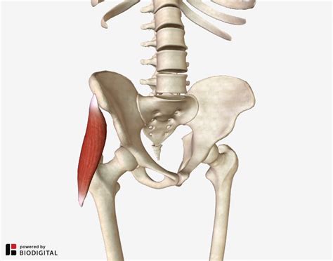 Tensor Fascia Lata I A Major Cause of Unexplained Hip Pain