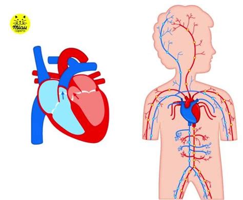 CIRCULATORY SYSTEM - HUMAN BODY CLIPART ANIMATED GIF AND PRINTABLE PNGs