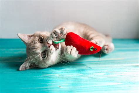 9 Best Cat Chew Toys for Gnawing Fun - Vetstreet | Vetstreet