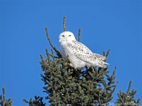 When Hairy Met Snowy (as in Owl) | 365 Days of Birds