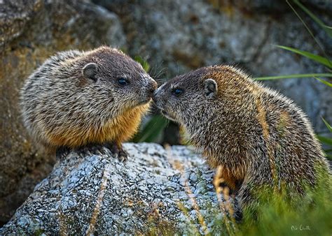 Baby Groundhogs Kissing Photograph by Bob Orsillo