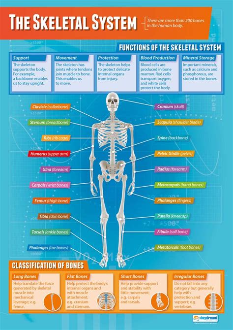 😍 Why is the skeletal system important. Introduction to the Muscular System. 2019-01-06