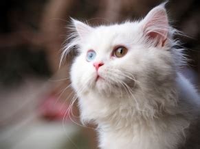 White Cat Wallpapers | Wallpapers HD