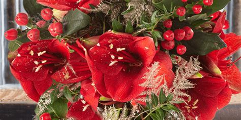 Top 6 Traditional Christmas Flowers & Plants - Appleyard London