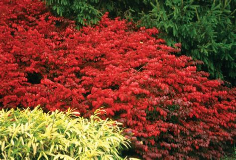 Trees And Shrubs For Fall Color