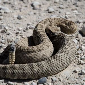 Great Basin Rattlesnake - Facts, Diet, Habitat & Pictures on Animalia.bio