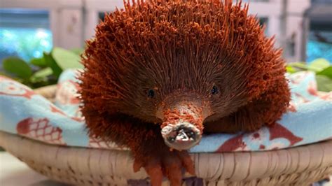 Meet an adorable, spiky baby echidna