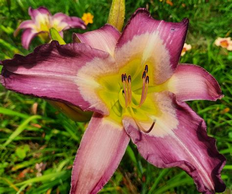 Mount Monadnock – MTBobbins Daylilies