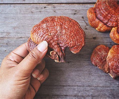 Your Guide to Ganoderma and its benefits