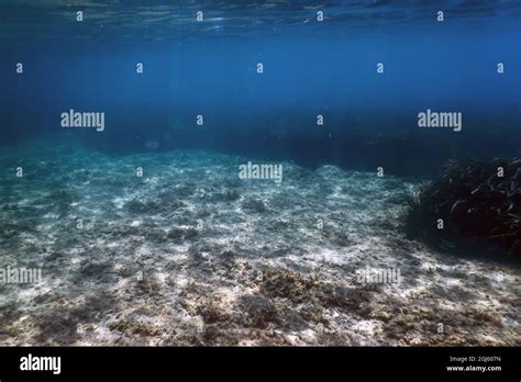 Underwater background with seaweed Stock Photo - Alamy