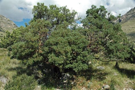 True Mountain-Mahogany - Cercocarpus montanus | North Carolina ...