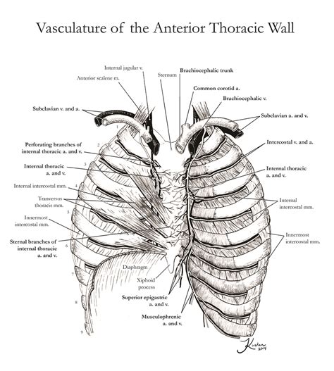 Vasculature of the Anterior Thoracic Wall. – Art as Applied to Medicine