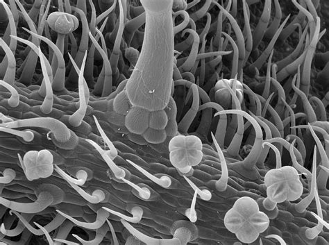 Tricomes on tomato lower leaf surface | Electron microscope images, Scanning electron microscope ...