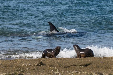 Killer Whale, Orca, stock image. Image of subacuatica - 101095691