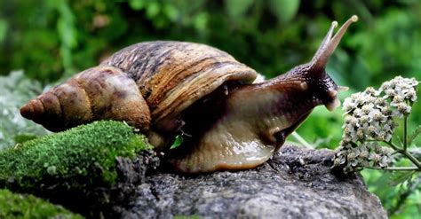 Giant African Land Snail Animal Facts | Achatina fulica - Wiki Point