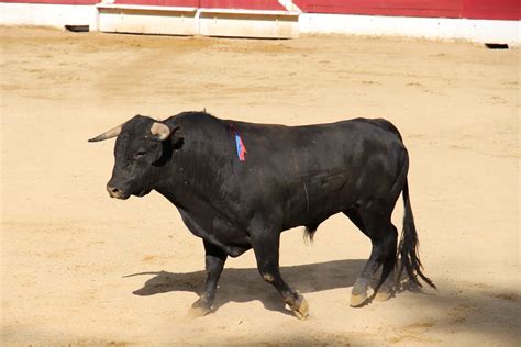 Bullfighting History | A History of Spanish Bullfighting