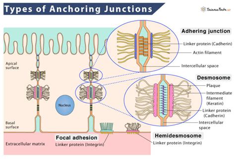 Anchoring Junctions – Definition, Types, and Structure