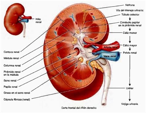 ¿Cuál es la función de los riñones? - Sistema excretor