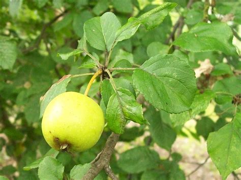 Green Crab Apple Tree