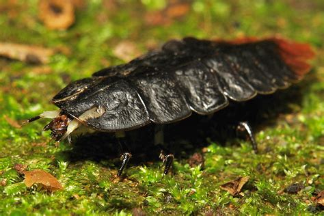 Firefly Larva (Lampyridae) | Pu'er, Yunnan, China see commen… | Flickr