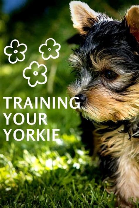 Super simple Yorkie training for your dog. The fun and effective way to train your Yorkshire ...