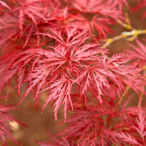 Red Dragon Dwarf Weeping Japanese Maple