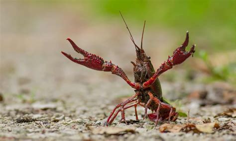 Prawn vs Crawfish: The Key Differences - A-Z Animals