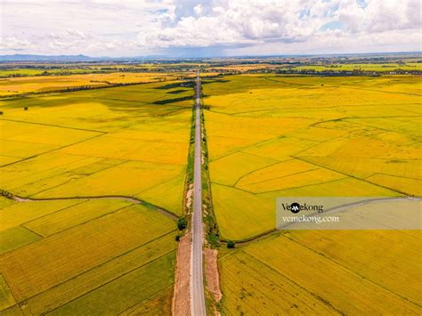 Paddy Rice Fields in Can Tho, An Giang, Mekong Delta