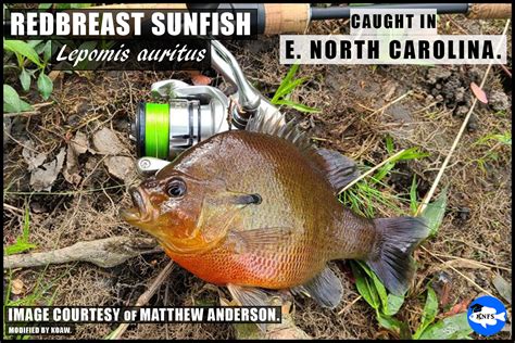 Redbreast Sunfish (Lepomis auritus) — Koaw Nature