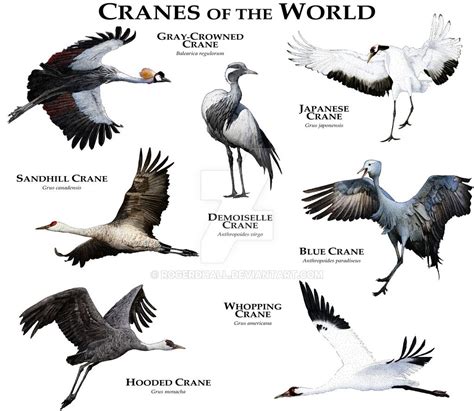 Cranes of the World | Pet birds, Birds, Animal habitats