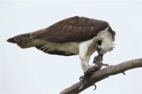 What Is a Seahawk? | BirdNote